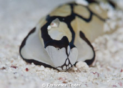 Strange face for a nudi... by Francesca Truter 